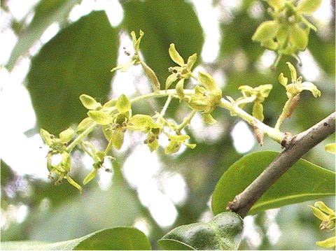 Orixa japonica