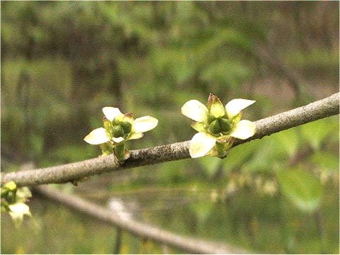 Orixa japonica