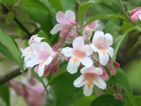 Kolkwitzia amabilis