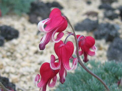 Dicentra peregrina