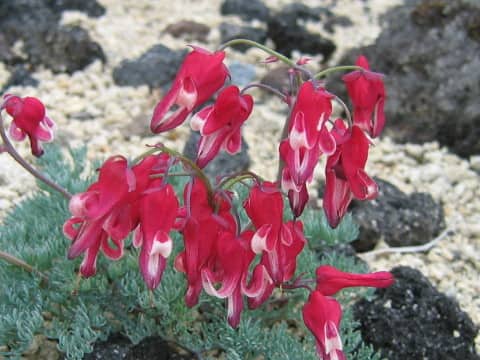 Dicentra peregrina