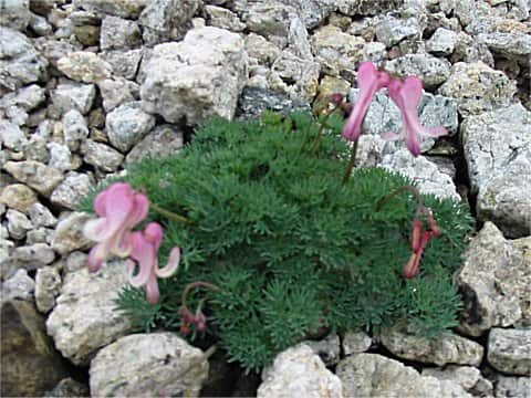 Dicentra peregrina