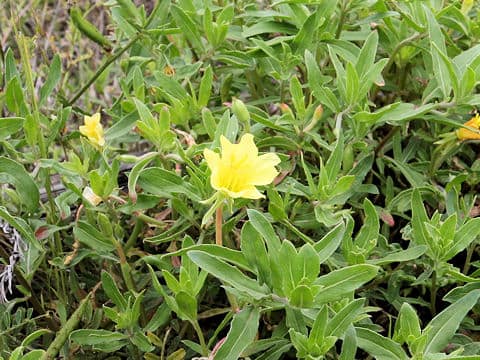 Oenothera laciniata