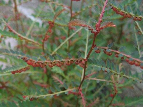 Phyllanthus urinaria