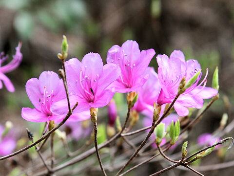 小葉の三葉躑躅(コバノミツバツツジ)はどんな植物？ わかりやすく解説 Weblio辞書