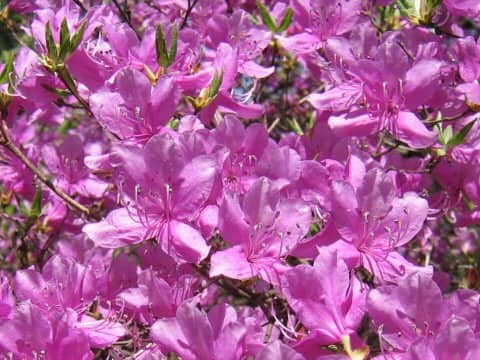 Rhododendron reticulatum