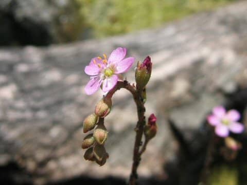 Drosera spathulata