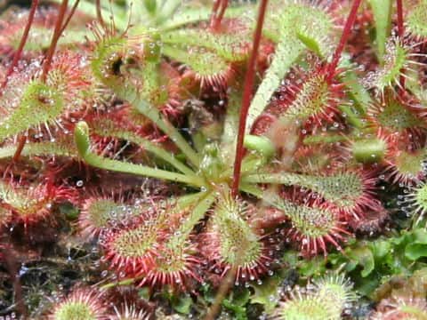 Drosera spathulata