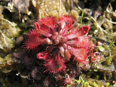 Drosera spathulata