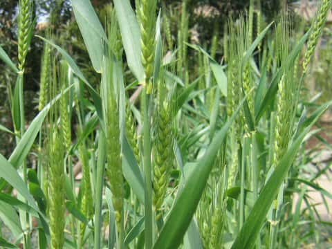 Triticum aestivum