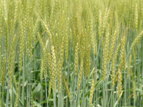Triticum aestivum