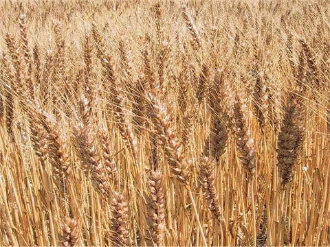 Triticum aestivum