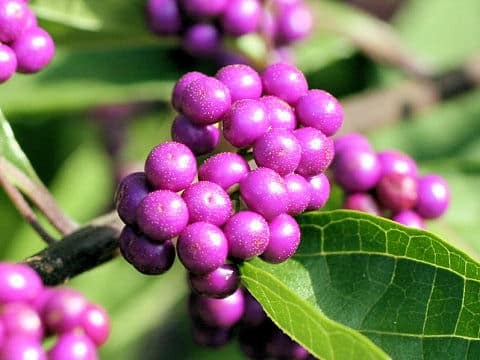 Callicarpa dichotoma