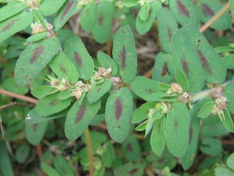 Euphorbia supina