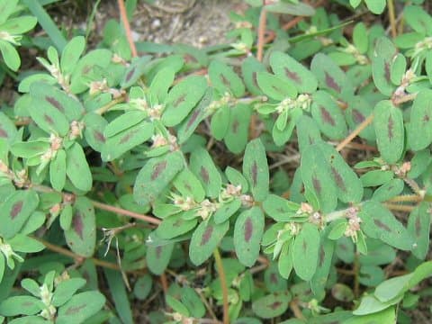Euphorbia supina