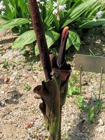 Amorphophallus rivieri