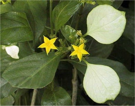 Mussaenda parviflora
