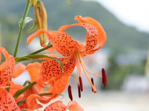 Lilium leichtlinii var. maximowiczii