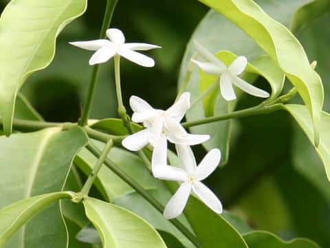 Kopsia fruticosa
