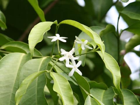 Kopsia fruticosa