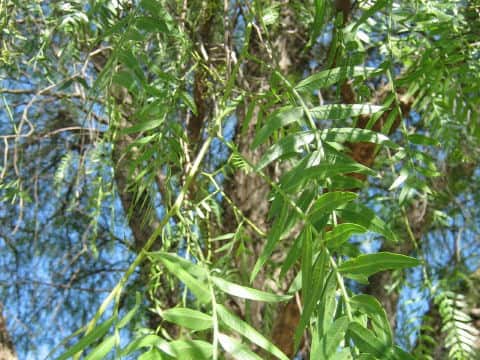 Schinus molle