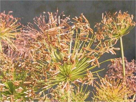 Cyperus alterfolius var. glacilis