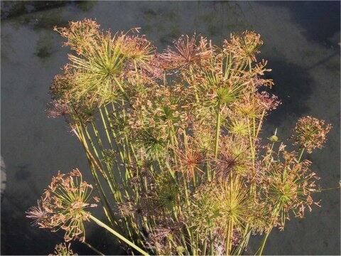 Cyperus alterfolius var. glacilis