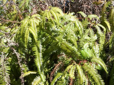Dicranopteris linearis