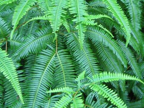 Dicranopteris linearis