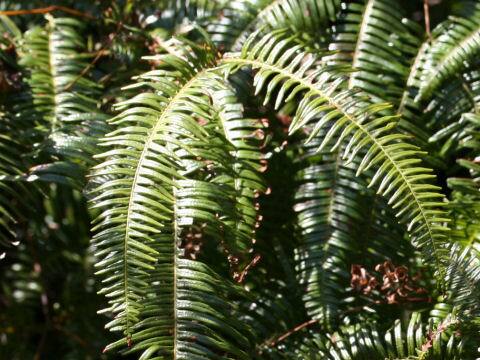 Dicranopteris linearis