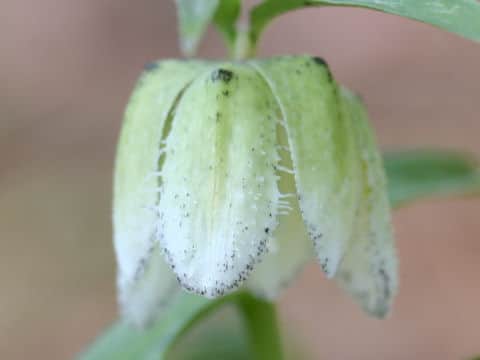 Fritillaria japonica var. koidzumiana