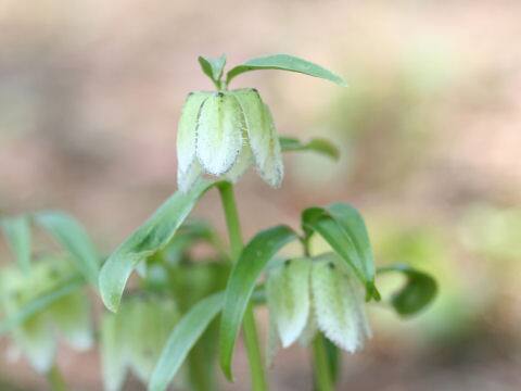 Fritillaria japonica var. koidzumiana
