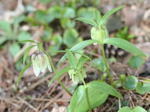 Fritillaria japonica var. koidzumiana