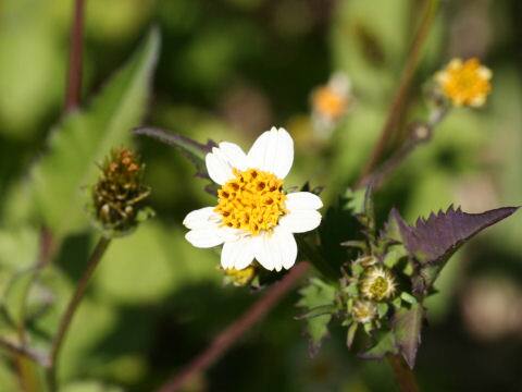 Bidens pilosa var. minor