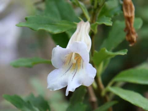 Lysionotus montanus