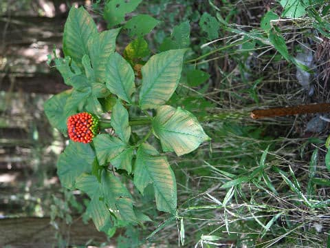 Arisaema peninsulae
