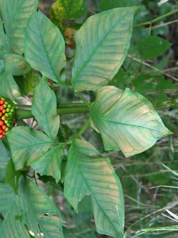Arisaema peninsulae