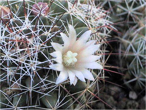 Dolichothele camptotricha