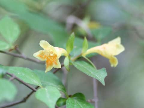 Abelia serrata