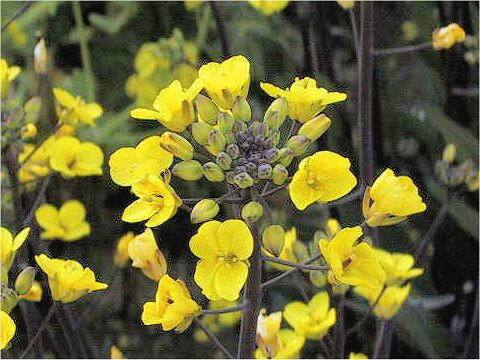 Brassica chinensis f. honsaitai