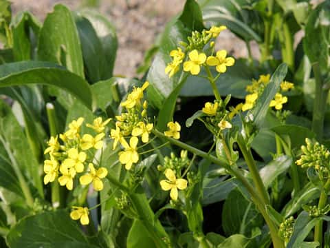Brassica chinensis f. honsaitai