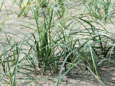 Carex pumila