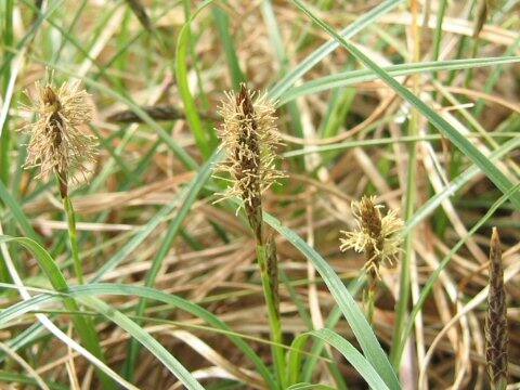 Carex pumila