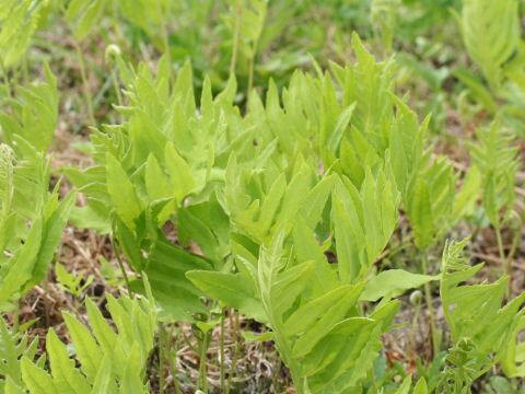 Onoclea sensibilis var. interrupta