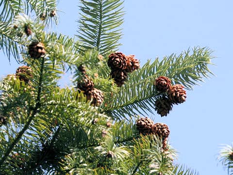 Cunninghamia lanceolata