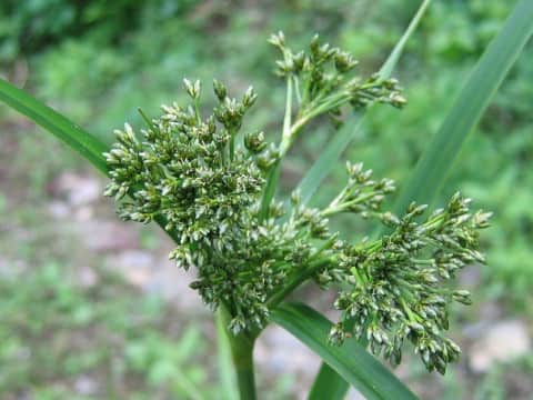 Scirpus sylvaticus var. maximowiczii