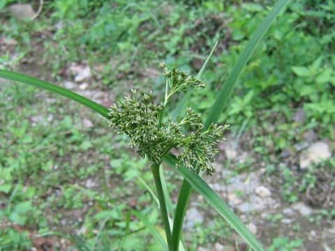 Scirpus sylvaticus var. maximowiczii