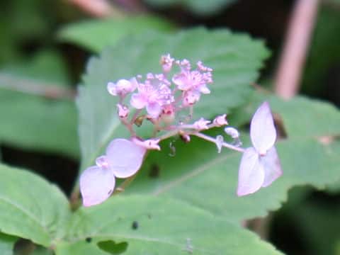 Cardiandra alternifolia