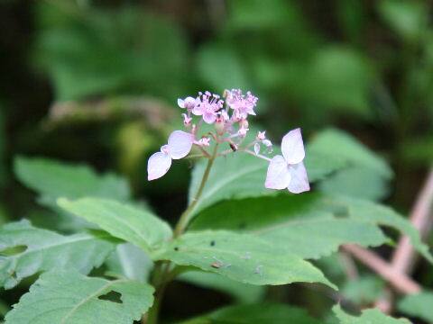 Cardiandra alternifolia