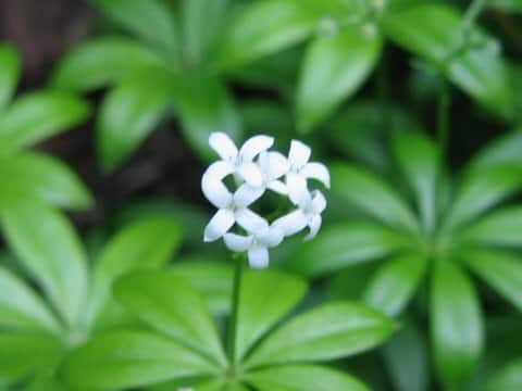 Asperula odorata